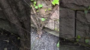 Виноград девичий Вичи. Как укротить монстра. Корректирующая обрезка.#вертикальноеозеленение#