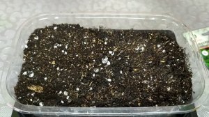 Лиатрис. От посева до первых всходов. Неприхотливый многолетник.