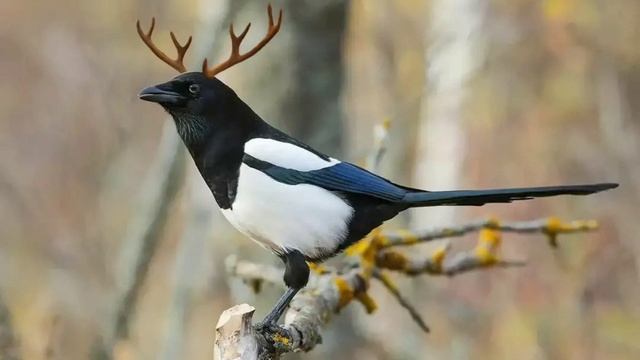 Стихотворение "Сорока" смотреть онлайн