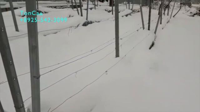 Как прекрасно зимует виноград в Подмосковье в 2021г.?ТопСад смотреть онлайн