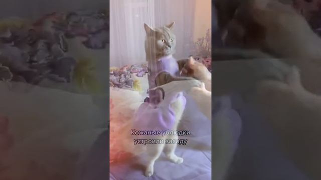 Смешные и милые коты и собаки 🐶 Веселые моменты из жизни животных 🐈 Cute cats and dogs! смотреть онлайн