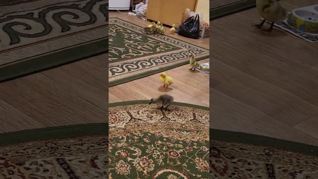 гусята линда и серый крупный ходят по дому ,три дня им смотреть онлайн