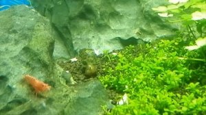 Карликовый тетрадон - рыбка с характером !!!