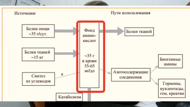 [Учи матчасть!] Аминокислоты. Часть 2 (Северин Е.С. "Биохимия") смотреть онлайн