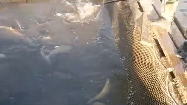 04.09.19 форели на малый водоём в кокино смотреть онлайн