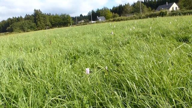EATABLE PLANT : POLYGONUM BISTORTA смотреть онлайн
