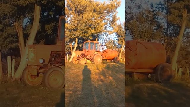 Мандарины Абхазия смотреть онлайн