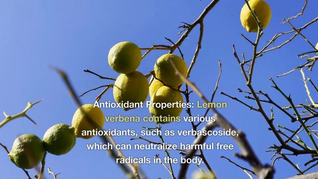 11 Impressive Benefits of Lemon Verbena смотреть онлайн