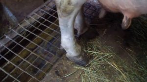 Корова в 9 месяцев стельности// Утятам неделя//Косим сено бензокосой.