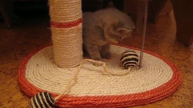 котенок скоттиш страйт играет смотреть онлайн