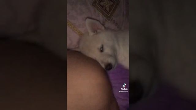 Маленькая Алита (Боевой Ангел) на СОЦИАЛИЗАЦИИ. Волэнд - Гибрид ВОЛКА И ЗАПАДНОСИБИРСКОЙ ЛАЙКИ. смотреть онлайн