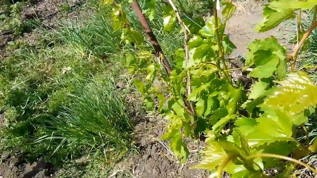 Аномальная лоза на винограде Г.Ф. Дашуня. смотреть онлайн