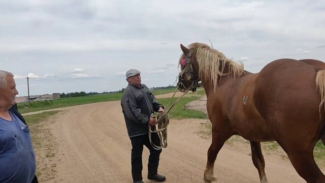 🔥 Цезарь жеребец 🐴 обмен 🤝 на кобылу Ириску💫 смотреть онлайн
