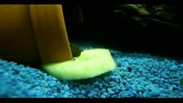 Анциструсы