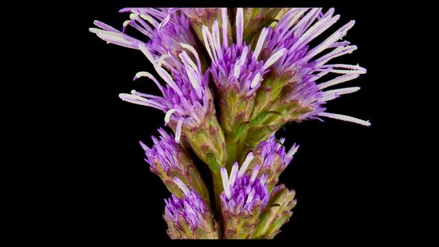 Liatris Spicata Bloom Time-Lapse UHD - Chris Broste Photography смотреть онлайн