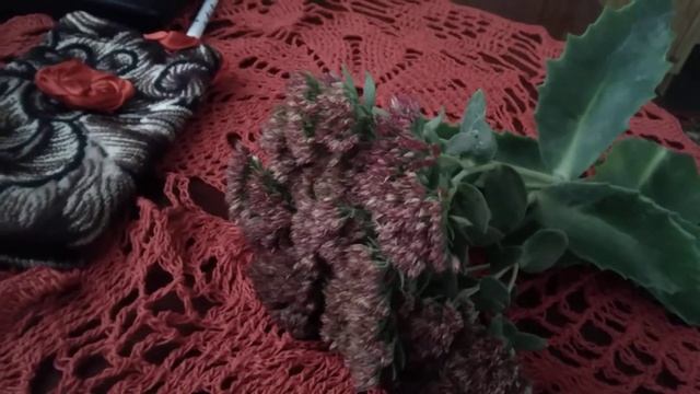 очиток пурпурный ,что мы знаем о нем.? смотреть онлайн