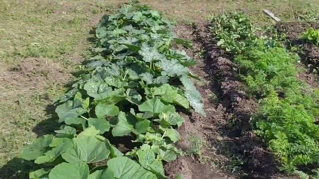 УБОРКА УЧАСТКА. ЖИЗНЬ САДОВОДА смотреть онлайн