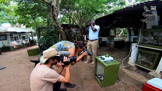 Behind the scenes KENYA 8, big Black mamba rescue, deadly venomous and most feared snake of Africa смотреть онлайн