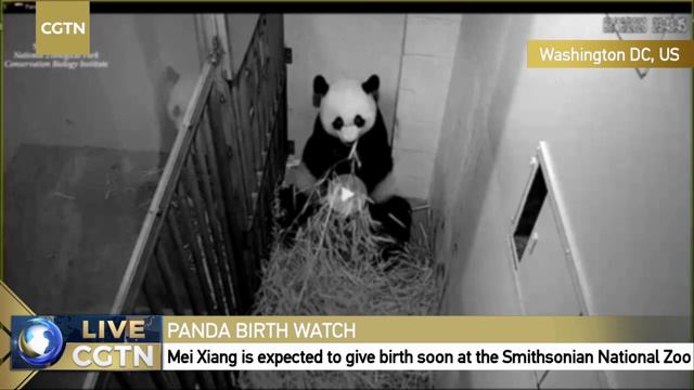 Live: Mei Xiang, giant panda at U.S. National Zoo, could soon give birth смотреть онлайн