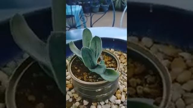 Gasteria Minima | Home & Garden