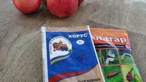 Уход за клубникой осенью. Баковая смесь для клубники.