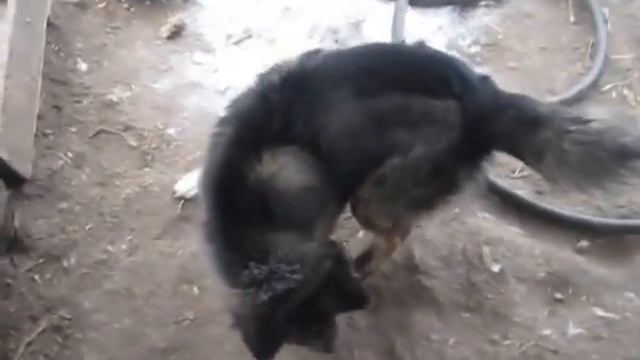 С собакой такое бывает, что себя за лапу кусает! смотреть онлайн
