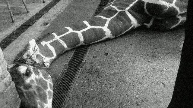 Nikolay Gumilyov - Giraffe (AP) смотреть онлайн