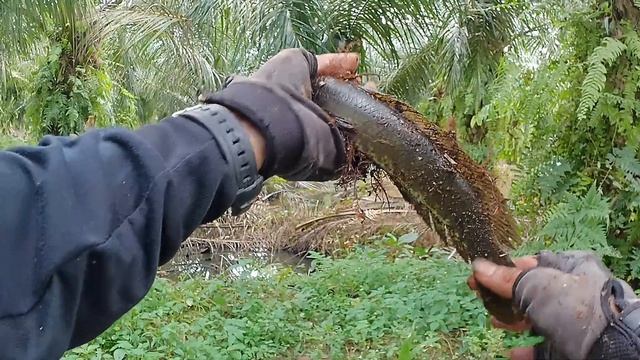REVIEW GOPRO AKASO V50X NEW VERSION|Mancing ikan Gabus|spot kanal sawit|#fishing #fyp #casting смотреть онлайн