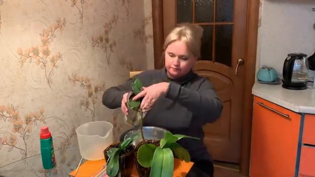 Полив орхидей в открытой и закрытой системах смотреть онлайн
