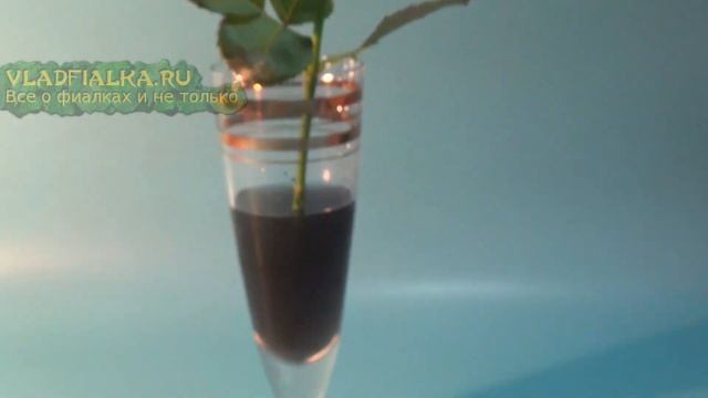 Как сделать черную розу из белой. Эксперимент № 1. смотреть онлайн