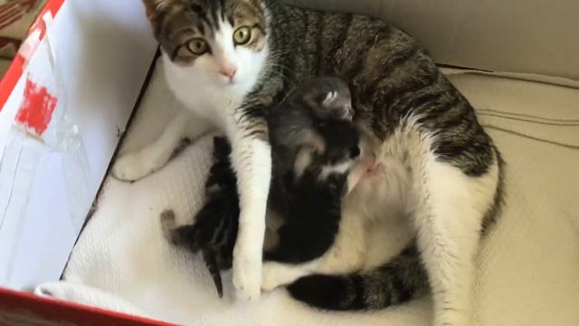 Где чье место? | Серьезные разборки маленьких котят смотреть онлайн