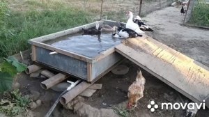 Бассейн для уток и гусей.