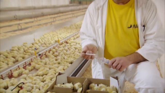 КОББ-500 ЧЕХИЯ инкубационное яйцо смотреть онлайн