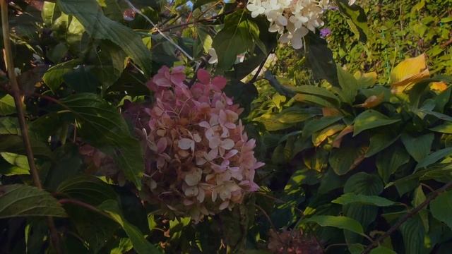 "Сильвер Доллар" смотреть онлайн