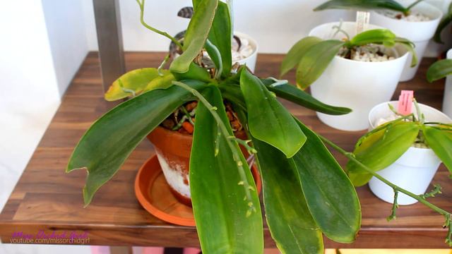 What stresses Orchids - common factors that influence health and growth смотреть онлайн