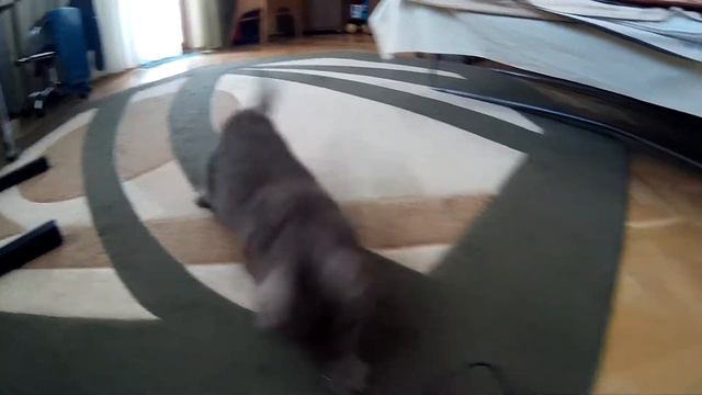 кот британец смотреть онлайн