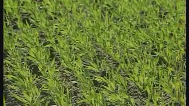 Пятнистости ячменя смотреть онлайн