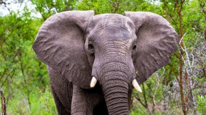 ИНТЕРЕСНЫЙ ЗВЕРЬ: СЛОН