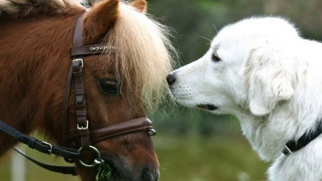 Автор ролика Виталий Тищенко (Ростов-н/Д). Знакомьтесь: фалабелла – настоящее чудо природы смотреть онлайн