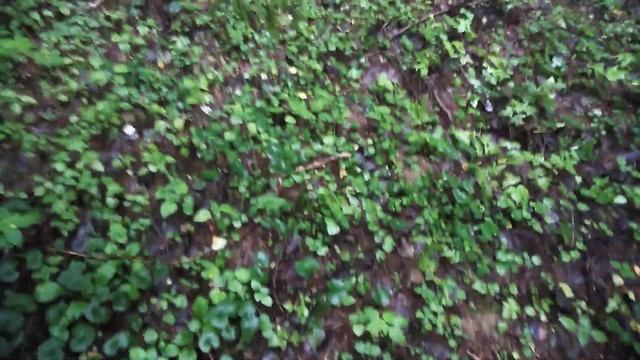 Гриб Моховик Трещиноватый (Пестрый). Немного о грибе. как я ходил за грибами выпуск 1 смотреть онлайн