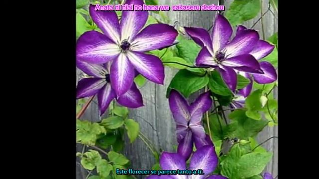 Valshe Clematis Sub español смотреть онлайн
