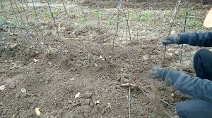 Выкопка подвоя 54-118