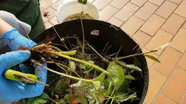 Осенняя пересадка клубники??? смотреть онлайн