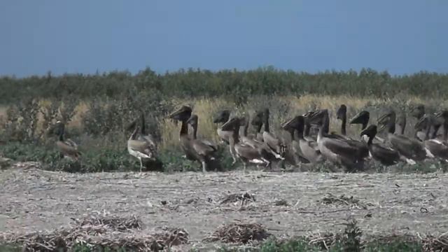 Пташенята рожевого пелікана смотреть онлайн
