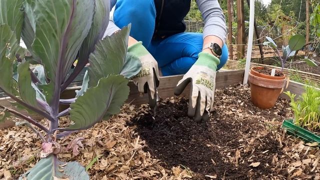 Plant With Me On My Allotment