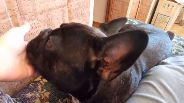 Не будите спящего француза. Заобнимает! Французский Бульдог Арчи.