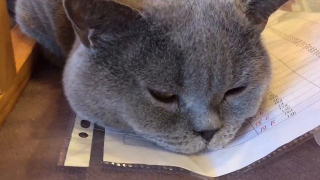 Венок из роз. 2 лист. Классик Дизайн. Вышивка крестом. смотреть онлайн