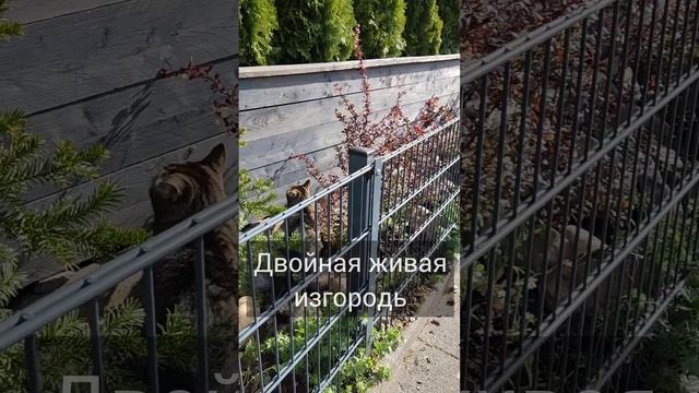 День пятый! ? Проект: завышенная клумба с туями зваершён! Сажаю живую изгородь из барбарисов. смотреть онлайн