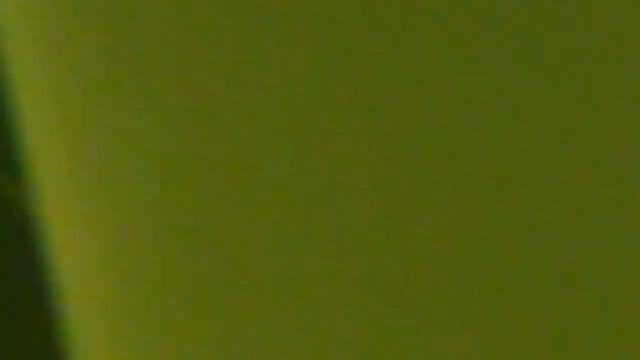 Discus fish parenting wrigglers смотреть онлайн