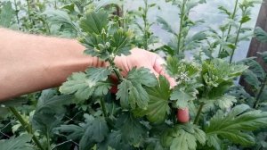 Притенение хризантем. Обзор теплицы с хризантемами